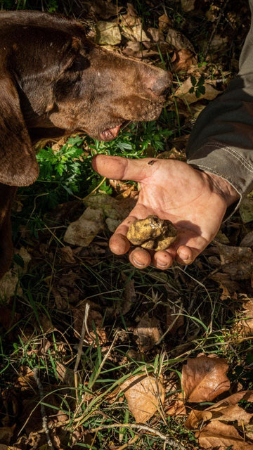 The Black Gold Beneath Southern Italy's Forests