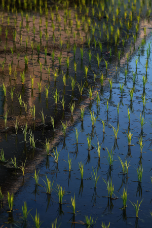 Why Are Rice Fields Flooded? (Not for the Reason You'd Think)